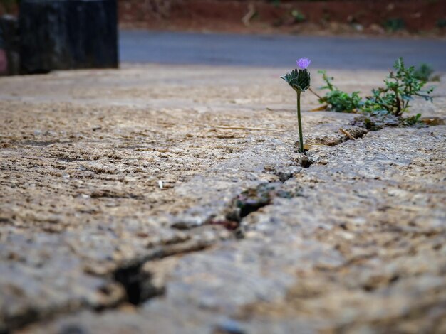 Primer plano de una planta con flores