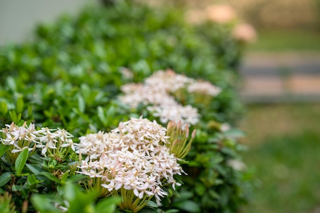 Primer plano de una planta con flores