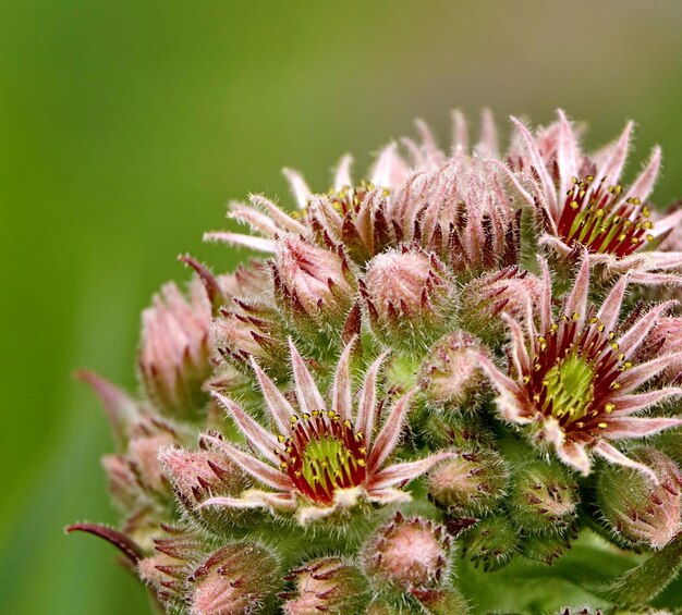 Foto primer plano de una planta con flores