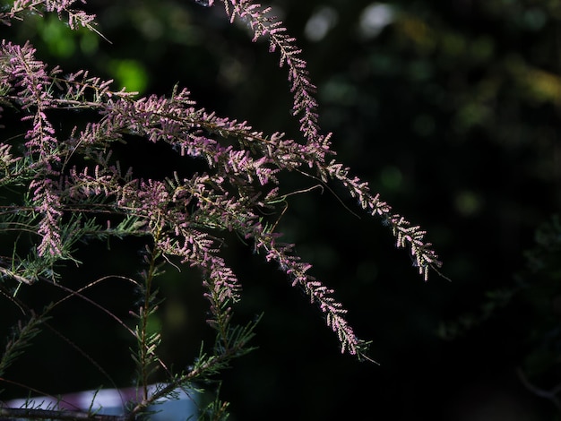 Foto primer plano de una planta con flores