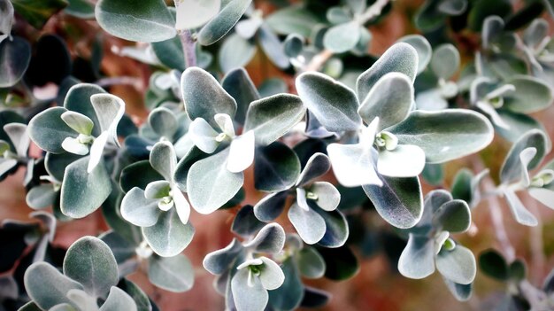 Primer plano de una planta con flores