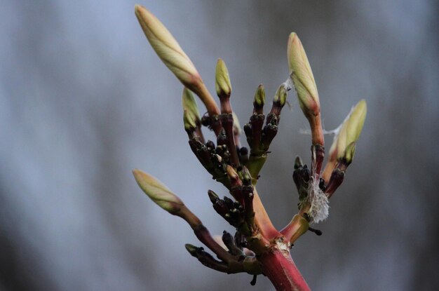 Foto primer plano de una planta con flores