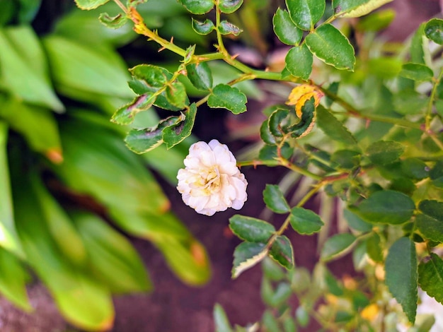 Foto primer plano de una planta con flores