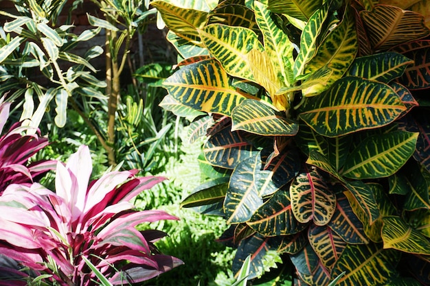 Foto primer plano de una planta con flores