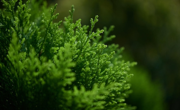 Un primer plano de una planta con un fondo verde