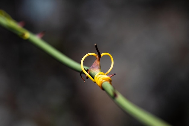 Foto un primer plano de una planta en forma de corazón