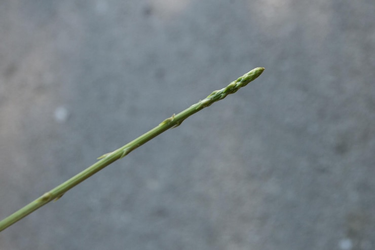 Foto primer plano de la planta frente al agua