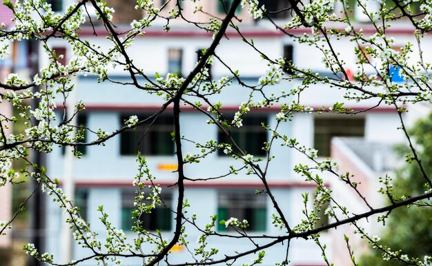 Primer plano de la planta frente al edificio