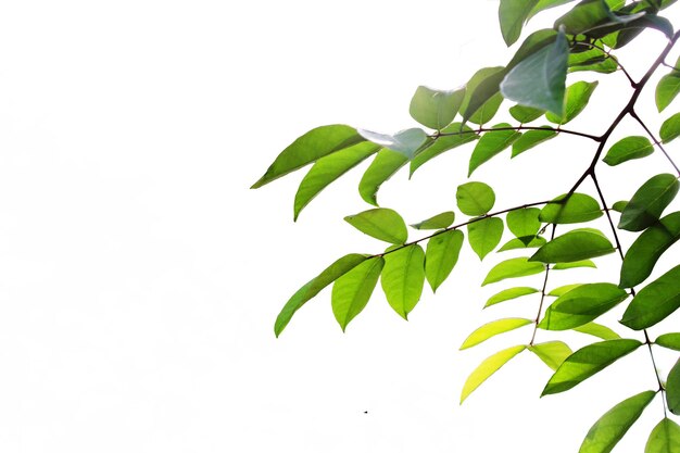 Foto primer plano de la planta frente a un cielo despejado