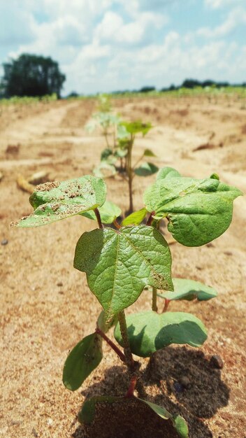 Primer plano de la planta frente a un paisaje borroso