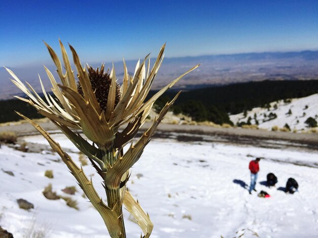 Primer plano de la planta frente a un paisaje cubierto de nieve