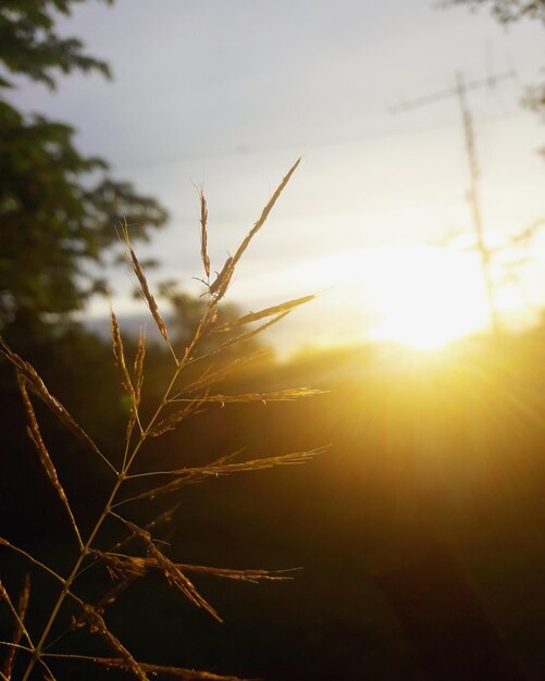 Primer plano de la planta frente a la puesta del sol