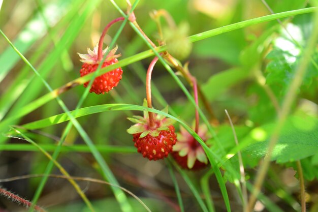 Un primer plano de una planta de fresa con bayas rojas en macro de hierba verde