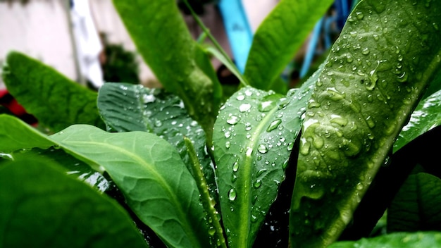 Primer plano de una planta fresca y húmeda.