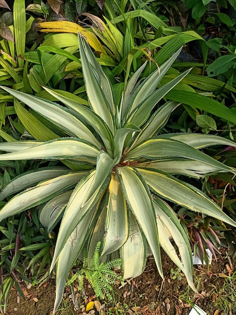 Un primer plano de la planta gigante de cabuya