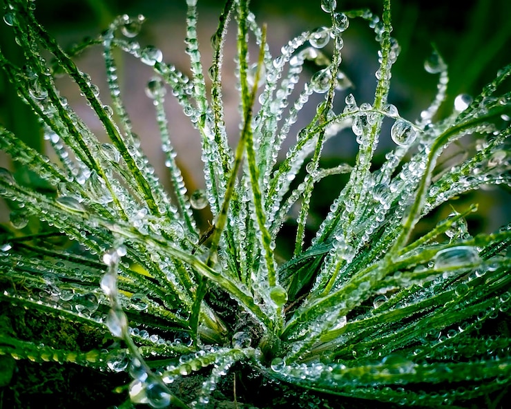Un primer plano de una planta con gotas de agua en ella