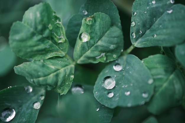 Un primer plano de una planta con gotas de agua sobre ella