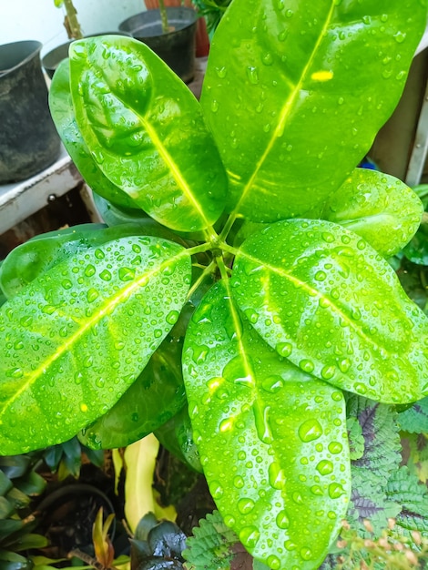 Un primer plano de una planta con gotas de agua sobre ella