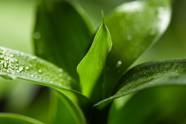 un primer plano de una planta con gotas de agua