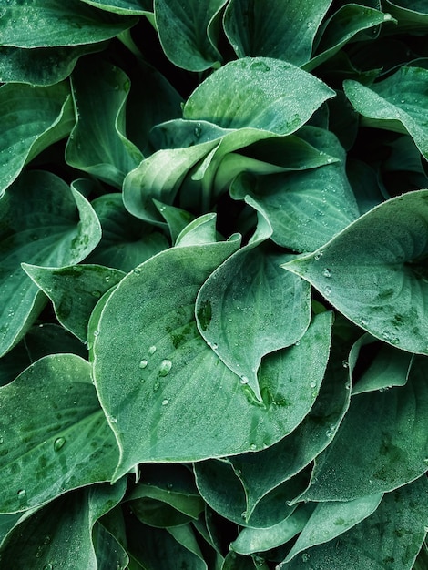 un primer plano de una planta con gotas de agua.