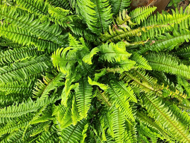 Un primer plano de una planta con una gran hoja de helecho.