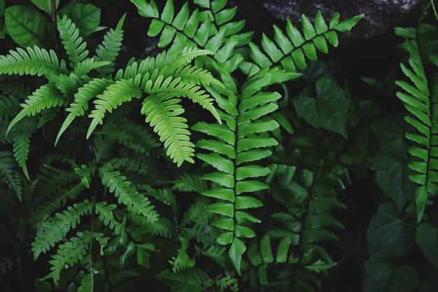 Foto un primer plano de una planta de helecho