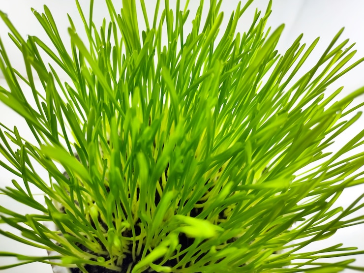 Foto primer plano de la planta de hierba de trigo verde fresco en maceta. planta de pasto de trigo crudo para hacer bebidas antioxidantes. planta joven buena para comedores de plantas de mascotas