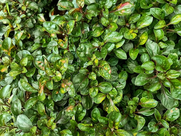 Un primer plano de la planta de hoja de loro con hojas verdes y manchas rojas y amarillas