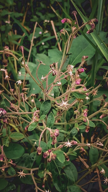 Foto un primer plano de una planta con una hoja verde y una flor rosa