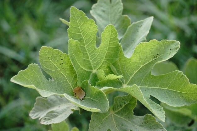 Un primer plano de una planta con una hoja verde que tiene un insecto.