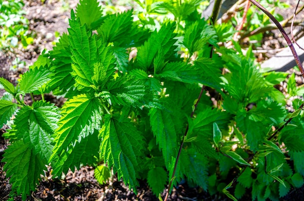 Foto un primer plano de una planta con las hojas de la planta.