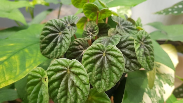 Un primer plano de una planta con las hojas de la planta.