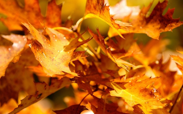 un primer plano de una planta con las hojas que tienen la palabra otoño en ella