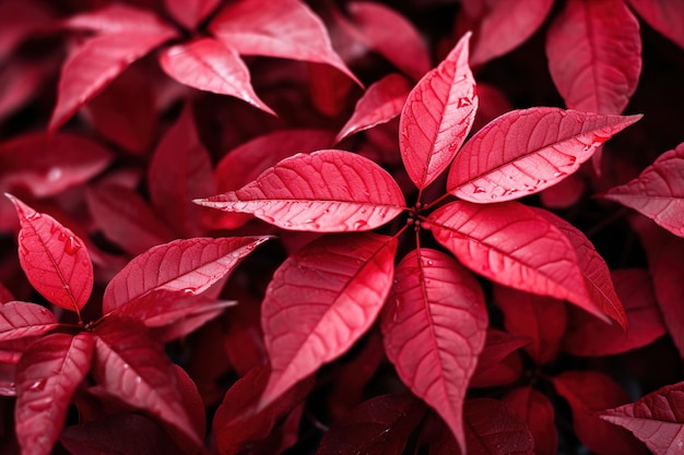 un primer plano de una planta con hojas rojas