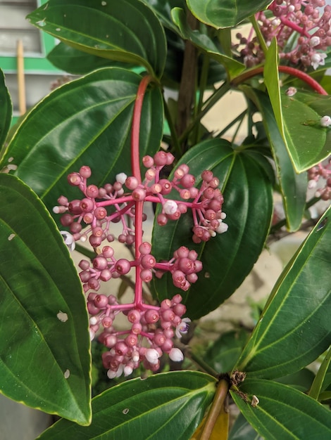 Foto un primer plano de una planta con hojas rosas y verdes y flores blancas.