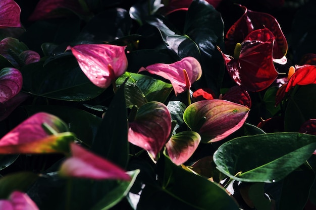 Un primer plano de una planta con hojas rosas