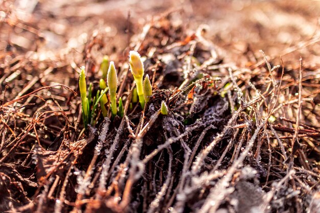 Un primer plano de una planta con hojas verdes brotando del suelo.