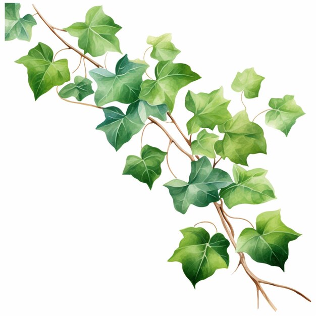 un primer plano de una planta con hojas verdes en un fondo blanco