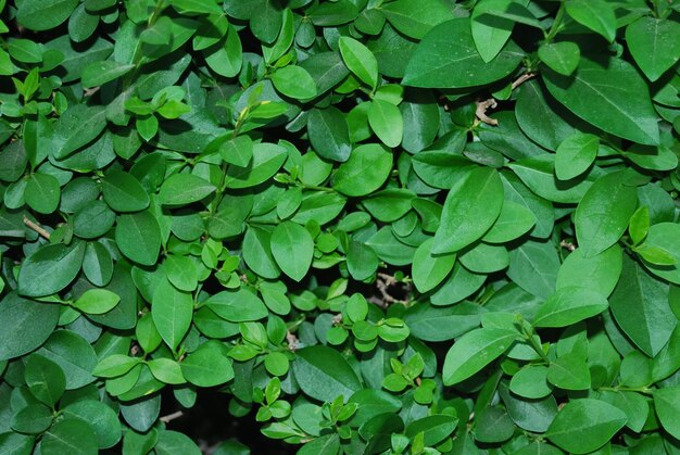 un primer plano de una planta con hojas verdes y un fondo blanco