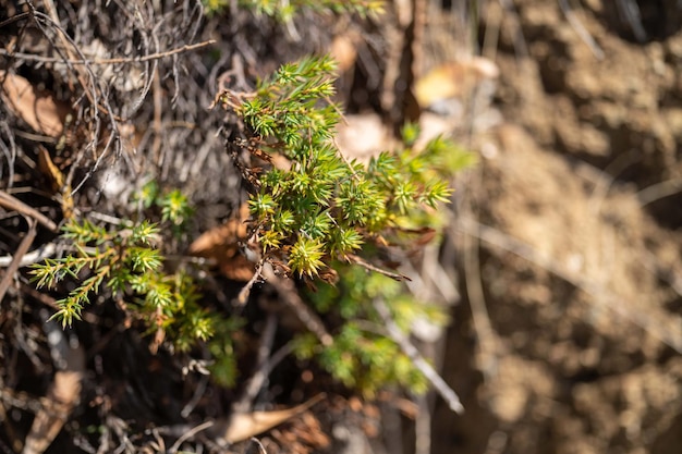 Un primer plano de una planta con hojas verdes y un fondo marrón