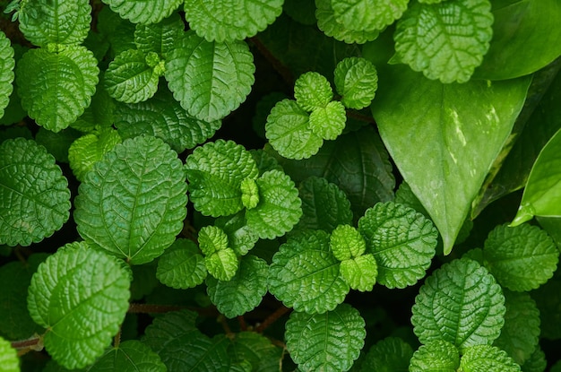 Un primer plano de una planta con hojas verdes y una hoja verde