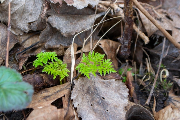 Foto un primer plano de una planta con hojas verdes y la palabra helecho en ella