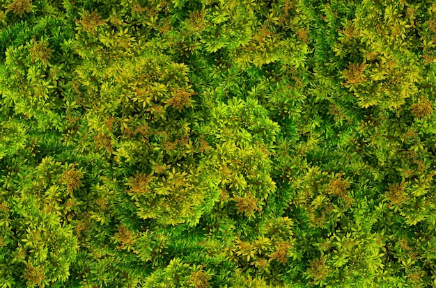 Foto un primer plano de una planta con hojas verdes y la palabra musgo