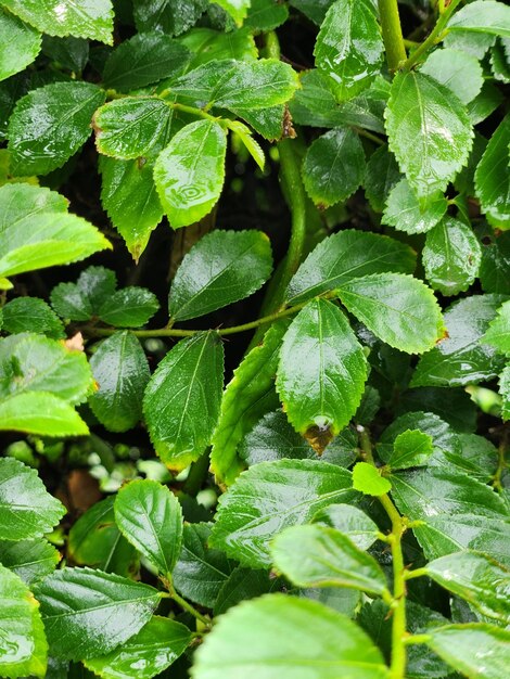 Un primer plano de una planta con hojas verdes y la palabra "sobre ella"