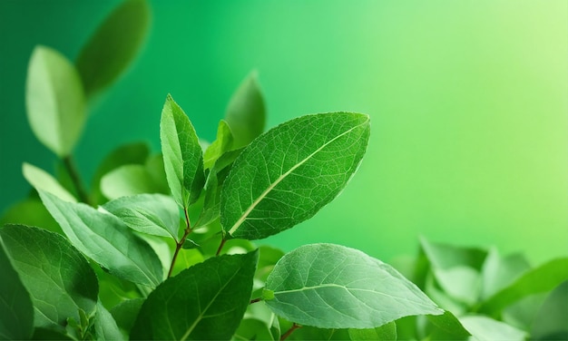 un primer plano de una planta con hojas verdes