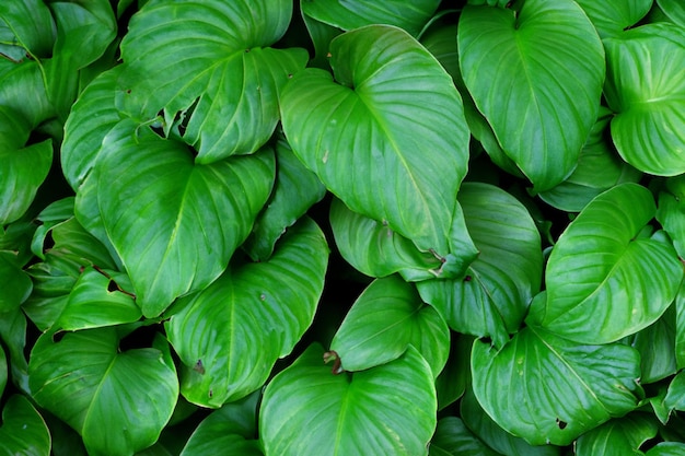 Un primer plano de una planta con hojas verdes.