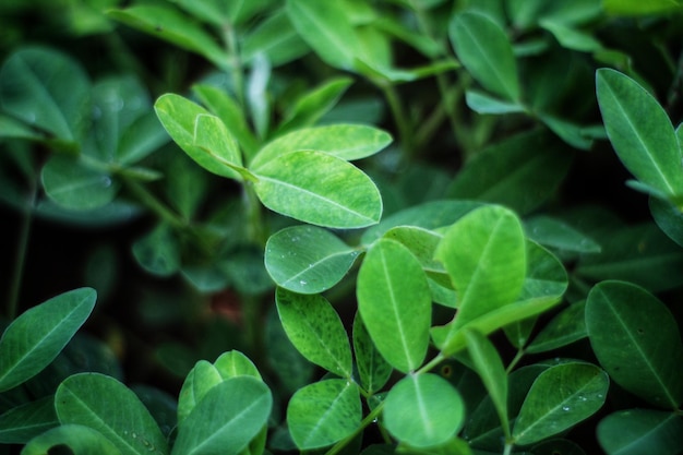 Un primer plano de una planta con hojas verdes