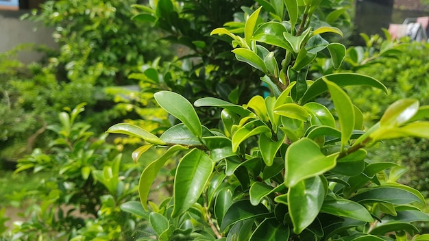 Un primer plano de una planta con hojas verdes