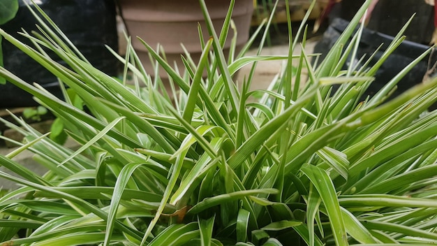 Un primer plano de una planta con hojas verdes