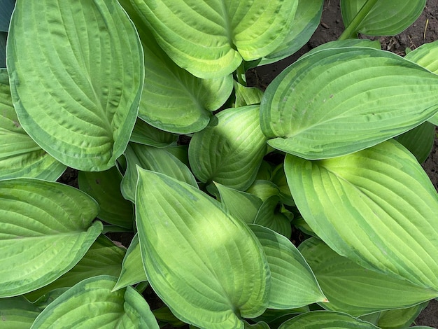 Un primer plano de una planta con hojas verdes